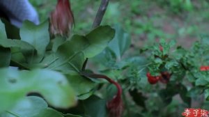 So this video called the life of chilli? 蒸个剁椒鱼头 ，扯个红油面皮，所以,这个视频叫“辣椒的一生”？| Liziqi Channel