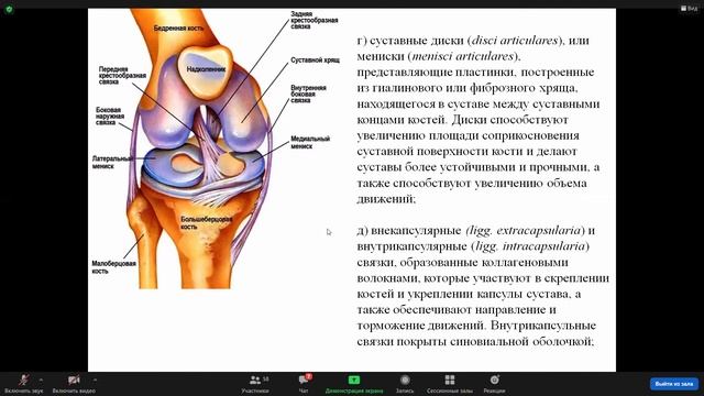 Zoom Конференция 1к Анатомия человека 2021 10 06 17 22 34 смотреть онлайн