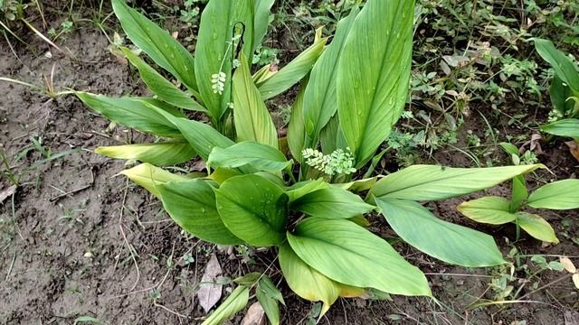 हल्दी भारत की शान Medicinal importance of #Turmeric #curcumin #haldi #patent #medicine #curry#india смотреть онлайн