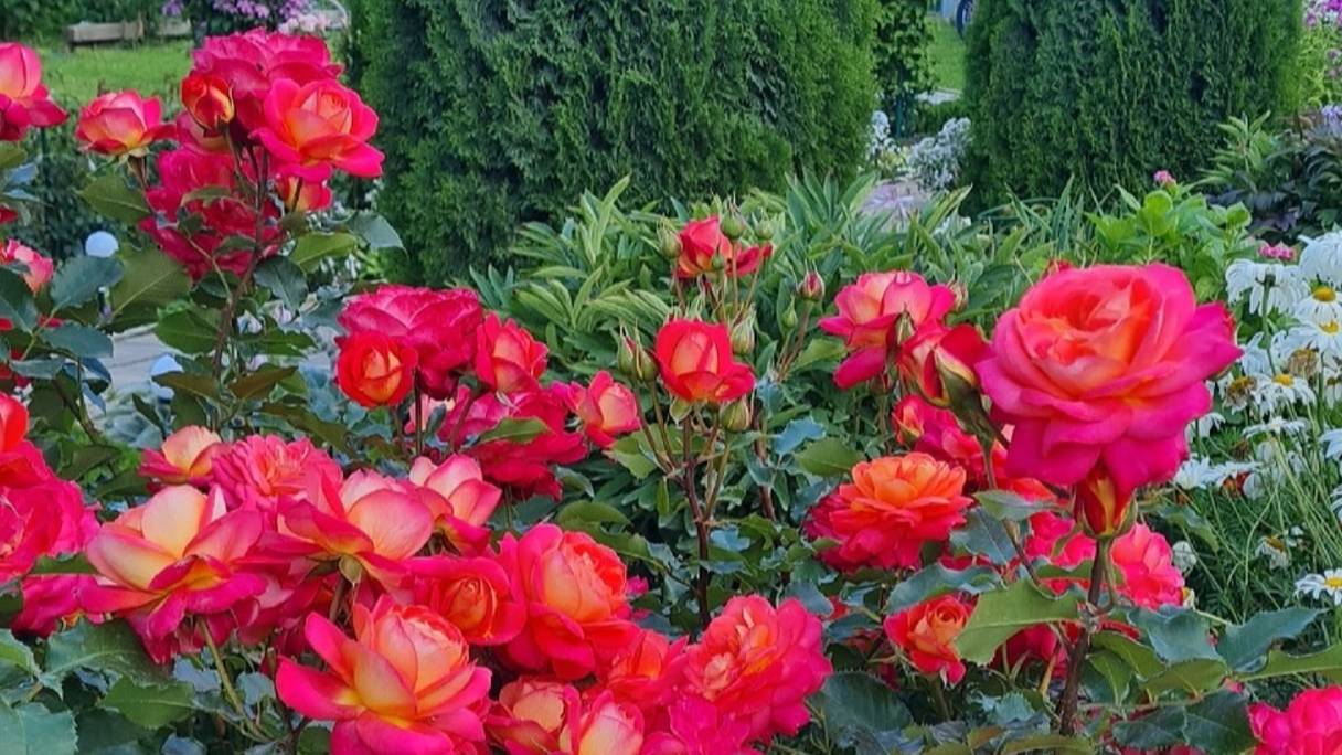 Жара!🏡 Мой цветущий сад на 26 июля.🌹В конце видео красота в Екатерининском Дворце и фото на память смотреть онлайн