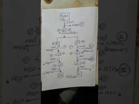 Biyoloji Glikoliz смотреть онлайн