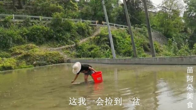 苗大姐钓龙虾捡田螺，半小时搞10斤，回家路上摘花椒叶，愉快的一天！【苗阿朵美食】 смотреть онлайн