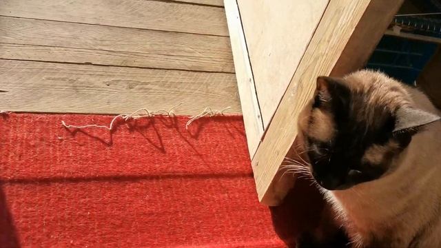 Кот Яша, которому всё п...й. Внимание!!! Ненормативная лексика смотреть онлайн