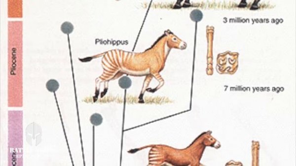 The Problems with Horse Evolution |Eohippus