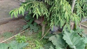 Вольеры для фазанов и других птиц.