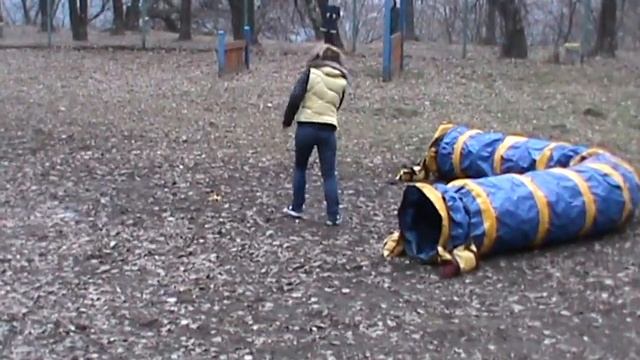 "СЕРЕБРЯНЫЙ БОР" Training day 06/11/2014 AGILITY M2U01586 смотреть онлайн