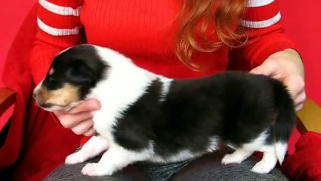 COLLIE rough male puppy 04 tricolour WF (SAGA + Hawk) смотреть онлайн