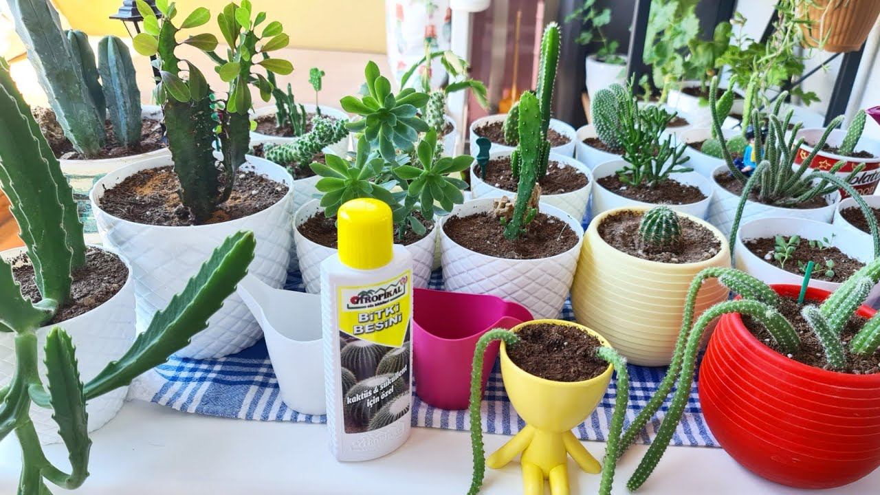 Kaktüs Ve Sukulent Bakımı 🌵☘🌵☘ Kaktüs Ve Sukulent Çeşitleri смотреть онлайн