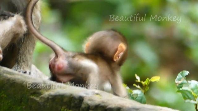 Baby Rainbow Has Many Chance Walking Out From Libby But Not Decide To Do This. смотреть онлайн