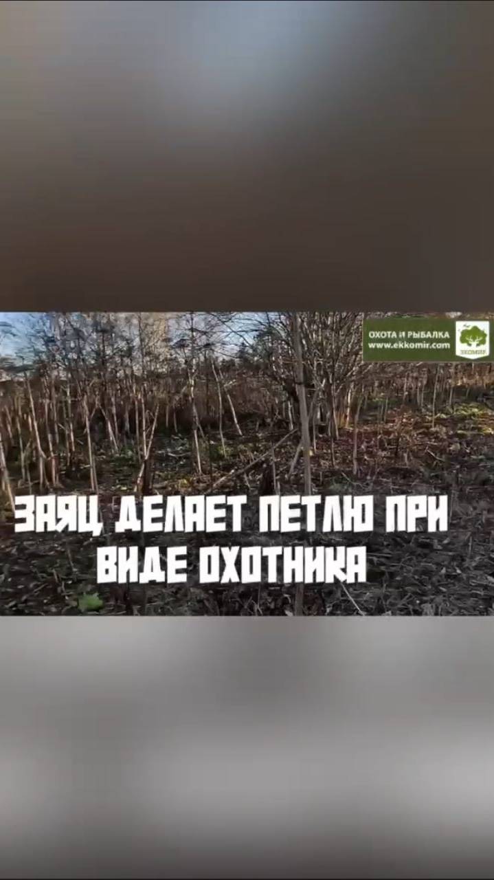 Заяц делает петлю при виде охотника. +18 смотреть онлайн