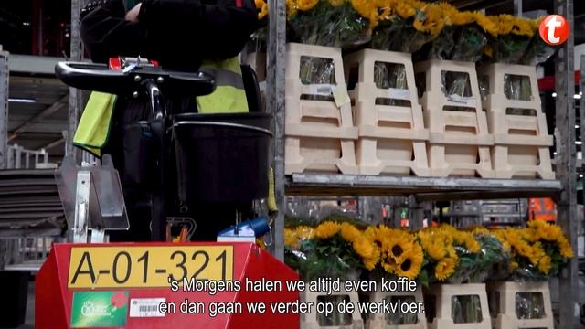 Werken bij Royal Flora Holland | Logistiek Medewerker | Tempo-Team смотреть онлайн