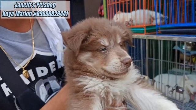 ARRANQUE PETSHOP | BAKIT BAGSAK PRESYO ANG MGA PUPPIES SA MANILA? | QUALITY NA! BAGSAK PRESYO PA! смотреть онлайн