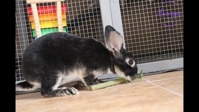 A New Addition To Our Family Rose The Rabbit