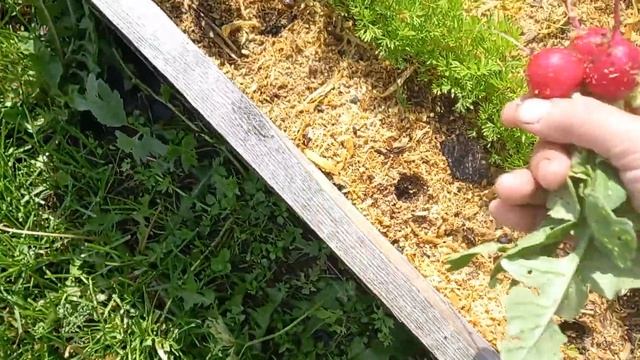 Редис по моркови ,и никакой крестоцветной блошке🙂24.06.24г. смотреть онлайн