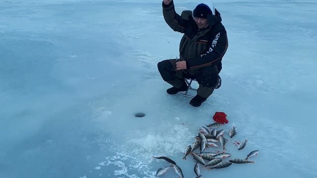 Ловля окуня на Чудском озере зимой