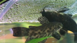 Нерест таракатумов