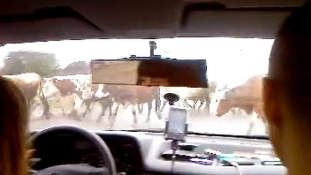 Коровки смотреть онлайн