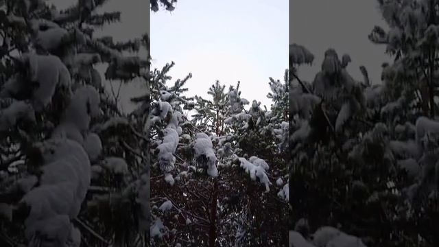 "Две снежинки" Сергей Сухачев смотреть онлайн