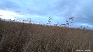 Караси богатыри, на паук подъёмник. Охотимся с геркой на уток.