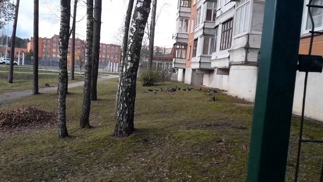 Разведение ворон соседями смотреть онлайн