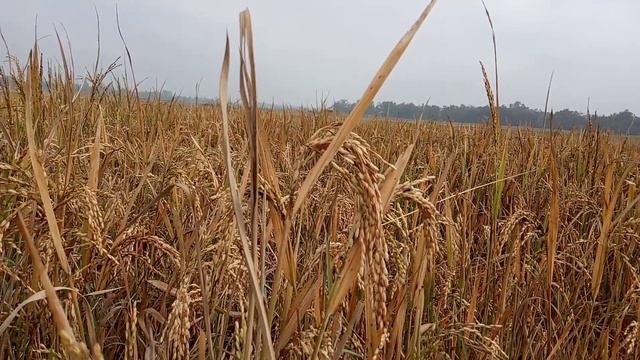 How did you know? You were doing sin till an end of 2021. смотреть онлайн