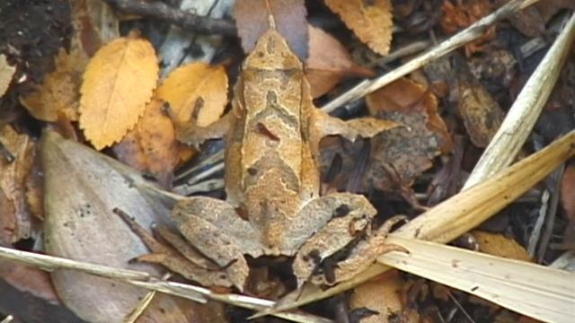 Fauna II, Chile, Ranita de Darwin/ Geográfica Producciones. смотреть онлайн