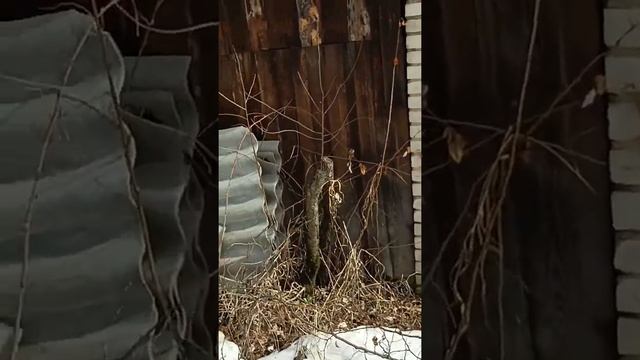 обработка плодовых мочевиной. смотреть онлайн