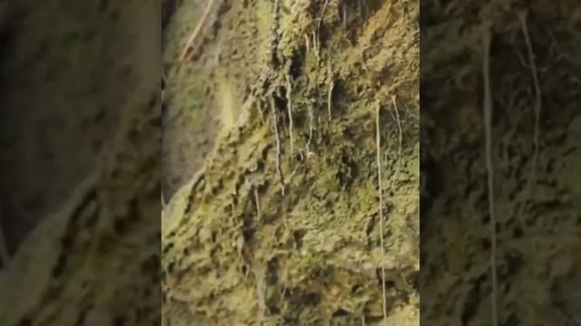 Фариза Оңғарсынованың өлеңін оқыған: Айжарық Диана смотреть онлайн