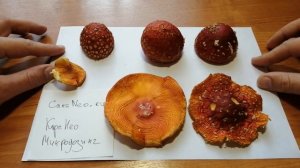 Какие шляпки красного мухомора подходят для микродозинга?