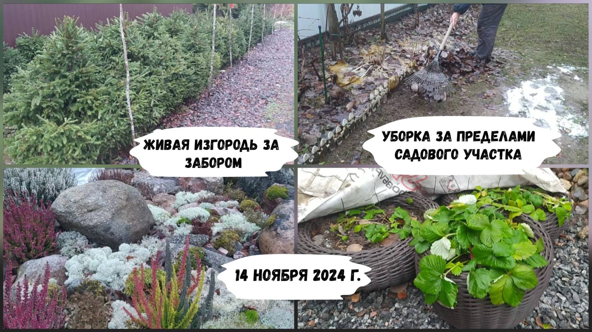 Живая изгородь из елей. Сад 14 ноября 2024 г. смотреть онлайн