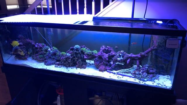 red sea nopox review after one week - Nitrate test Red Sea nopox - NO3:PO4-X - rotter tube reef liv смотреть онлайн