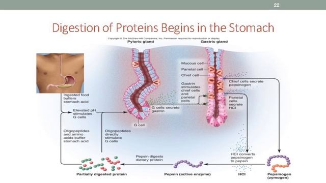 So verdaust du Eiweiß richtig!! Protein Pepsin HCL Salzsäure Magensäure Säureblocker Protonenpumpen смотреть онлайн