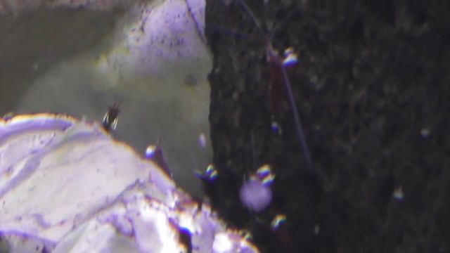 Sera Siporax Nitrat-minus- Wygodny I łatwy Sposób Na Obniżenie Azotanów NO3-krewetki Sulawesi