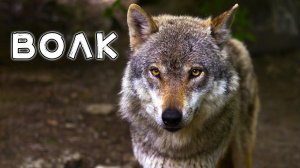 Волк. Тайны Волчьей Стаи. Открытие дикой суровой жизни