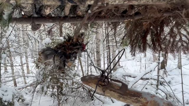 Установка гуманного капкана КД-140 ТОНАР. Барнаул.