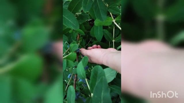 Я в полном ШОКЕ от ЖИМОЛОСТИ сорта Мамонтёнок смотреть онлайн