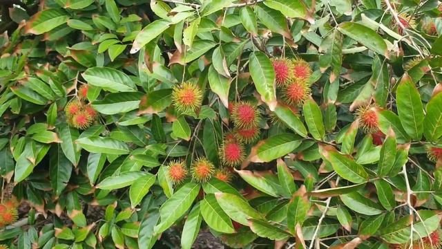 CẬN CẢNH THU HOẠCH CHÔM CHÔM INDO TẠI VƯỜN TRÁI SUM SUÊ!! смотреть онлайн