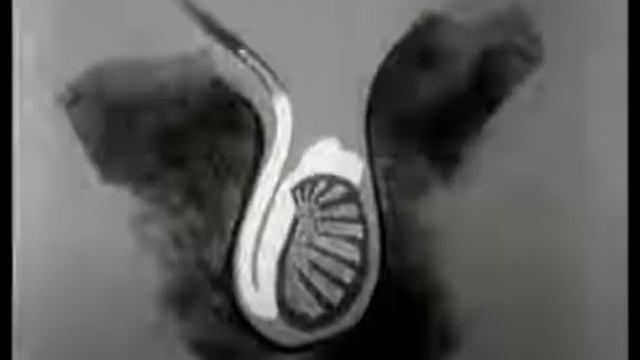 Your Body During Adolescence_ Female and Male Puberty ual Edudcation Movie (1955) смотреть онлайн