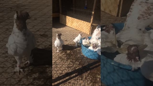 Голуби купаются смотреть онлайн