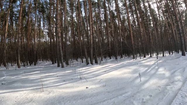 Сосновый бор, зима и солнце смотреть онлайн