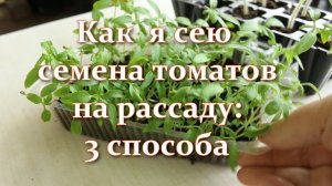 Посев Томатов на на Рассаду: как Правильно Сеять Семена Томатов - БЕЗ Пикировки и С Пикировкой