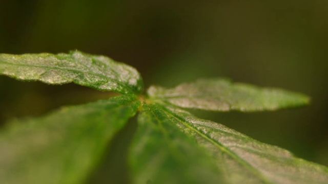 Spider mite check of lavendar after spinosad смотреть онлайн