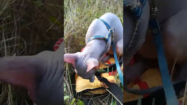 Сфинкс. Сфінкс. смотреть онлайн