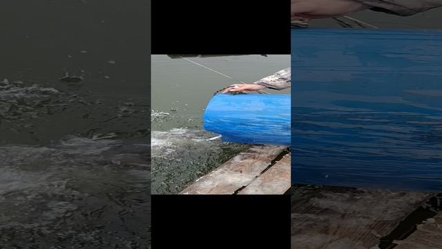 VID_20241115_124509 смотреть онлайн