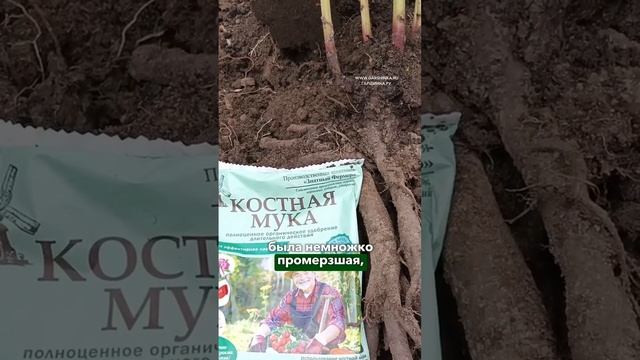 Не бойтесь сажать пионы в промерзшую почву ❄️