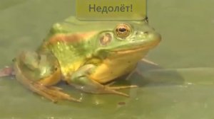 Как охотятся лягушки