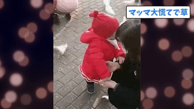 【2ch動物スレ】インコが笑わせにくる←かわおもろいｗｗｗｗｗｗ смотреть онлайн