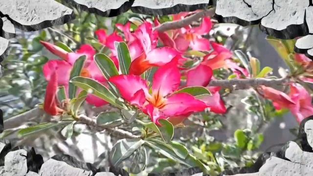 SURAH YASEEN | POWERFUL DAILY DUA | ALL WISHES WILL COME TRUE | PART 765 смотреть онлайн