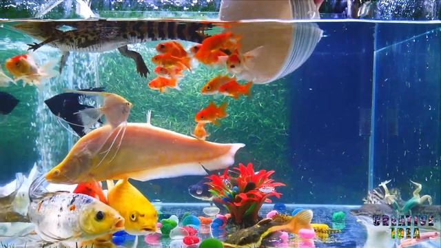 Ping Pong Betta Angelfish Catfish Betta Neon Fish Turtle Koi Carp Golden Fish Cute Animals Video смотреть онлайн