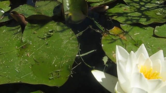 Водные лилии в пруду смотреть онлайн